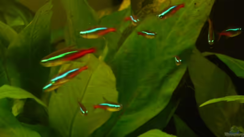 NEONSAIMLER von Heinz Von B1 (36)