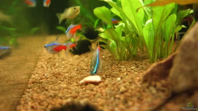 Neonsalmer beim fressen von Jens und Nancy Döring (21)