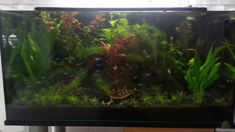 Neonsalmer schwarm von Marcel Witt (23)