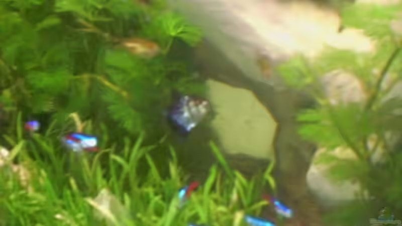 Neonsalmer von Hans Grutschnig (5)