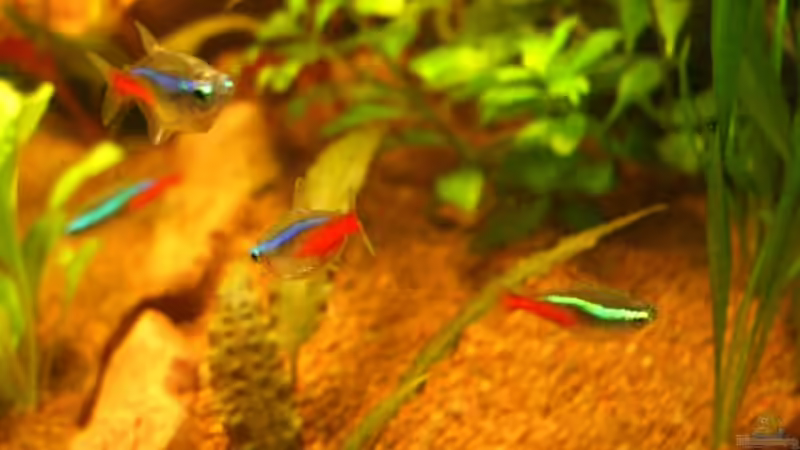 Neonsalmer von Jens und Nancy Döring (23)