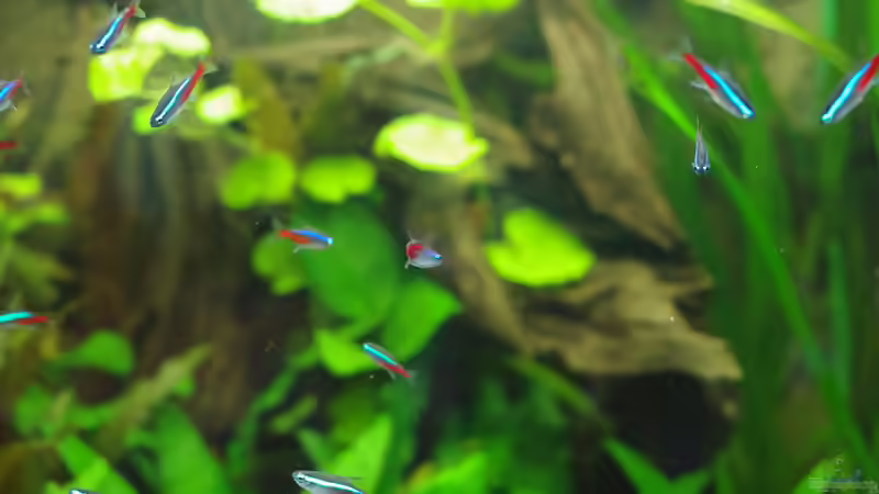 Neonsalmler, Paracheirodon innesi von Herr H. (28)