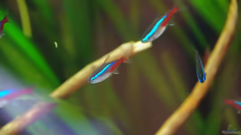 Neonsalmler, Paracheirodon innesi von Herr H. (30)