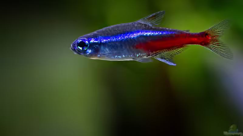 Neonsalmler  von Hans J (14)