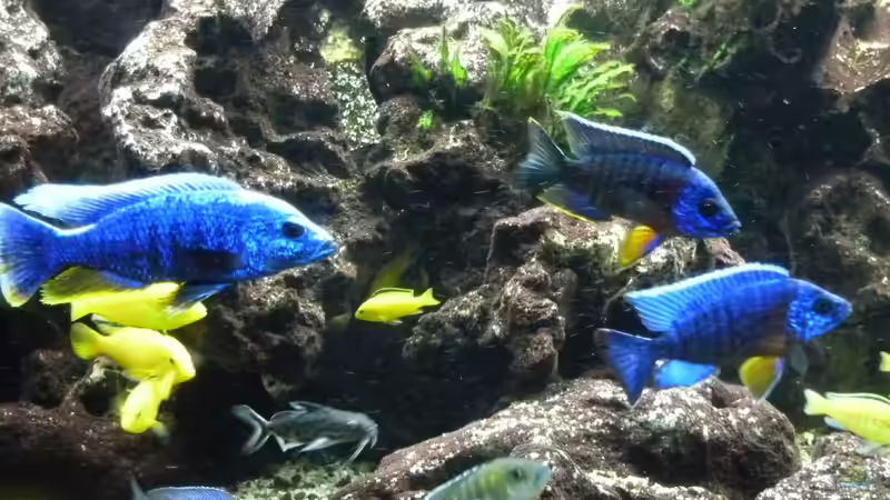 Neonsalmler im Malawi-Aquarium: Geht das?