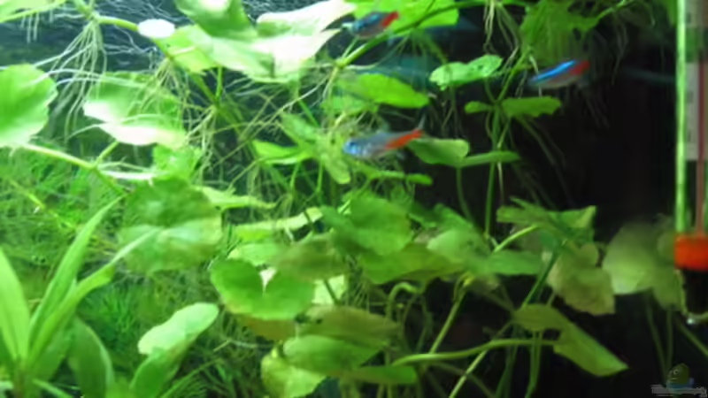 Neonsalmler im Pflanzendickicht von Doris77 (9)