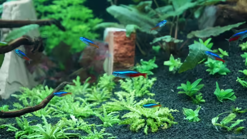 Neonsalmler ´Paracheirodon innesi´ von Kevin K. (14)