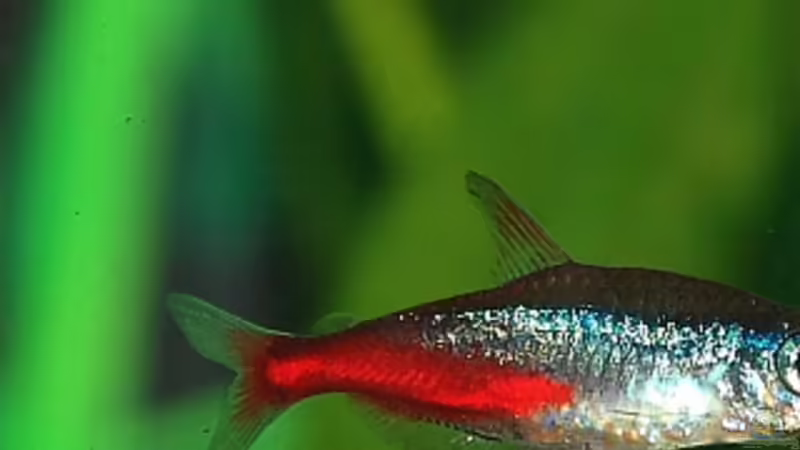 neonsalmler von 160DaniL (10)