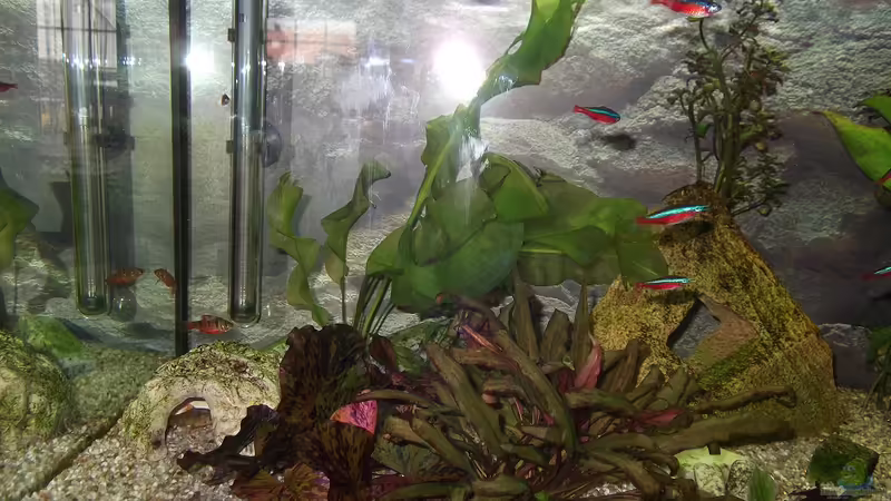 Neonsalmler von adina2503 (9)