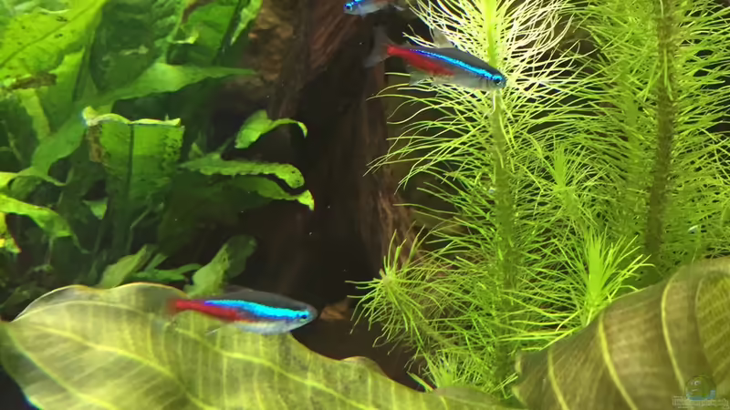 Neonsalmler von Basti@ (26)