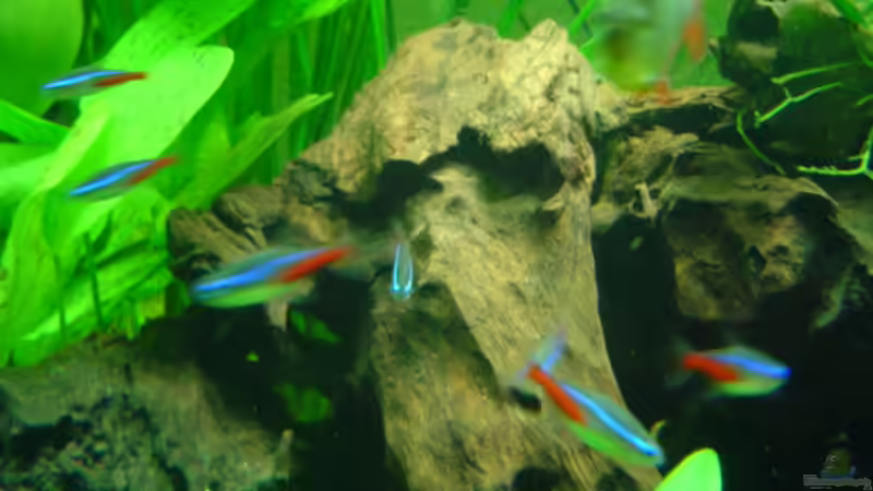 Neonsalmler von Bulldog1112 (27)