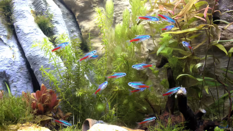 Neonsalmler von Campi (16)