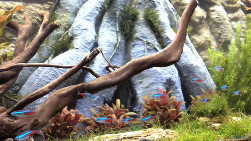 Neonsalmler von Campi (17)