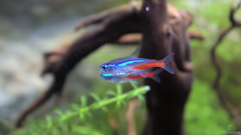 Neonsalmler von Campi (18)