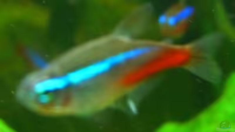 Neonsalmler von Christopher Walla (9)