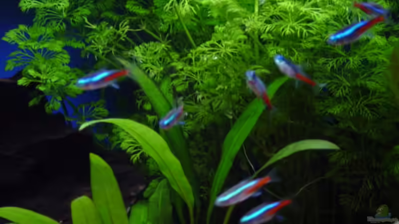 Neonsalmler von Claudio Zeitler (10)