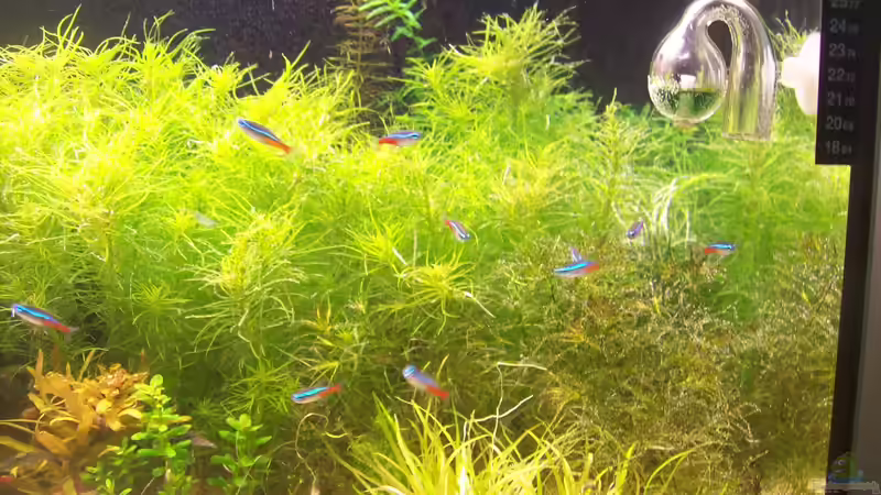 Neonsalmler von Lotte und Hendo (56)