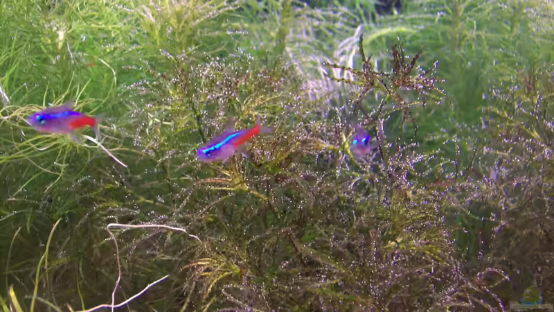 Neonsalmler von Lotte und Hendo (57)