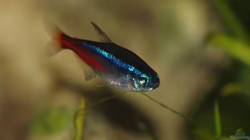 Neonsalmler von rapid (45)