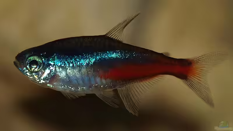 Neonsalmler von rapid (46)