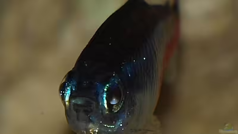 Neonsalmler von rapid (48)