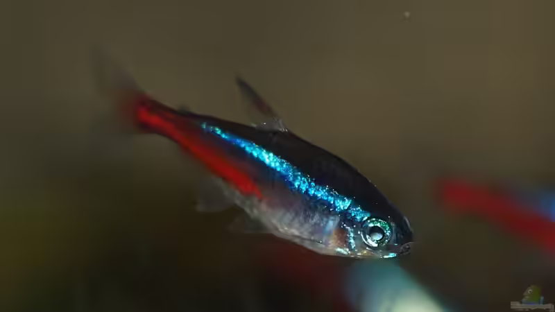 Neonsalmler von rapid (49)