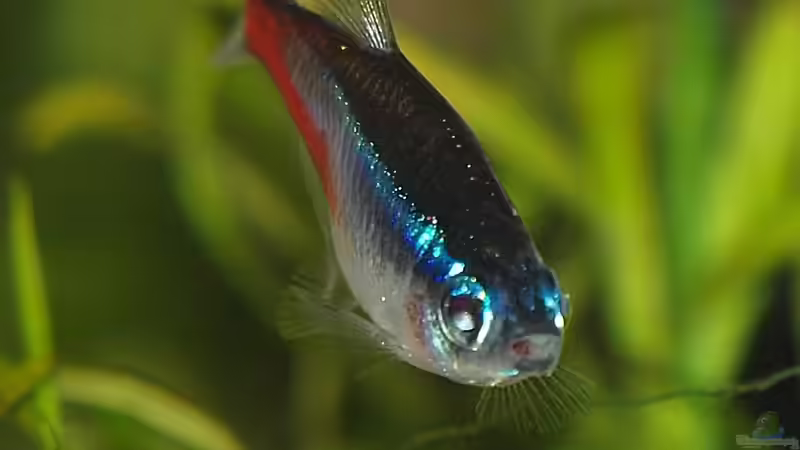 Neonsalmler von rapid (50)