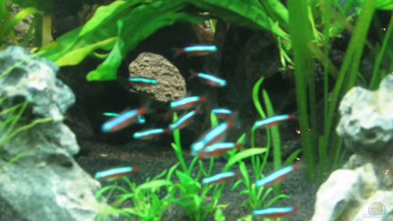 Neonsalmler von Sergio10 (28)