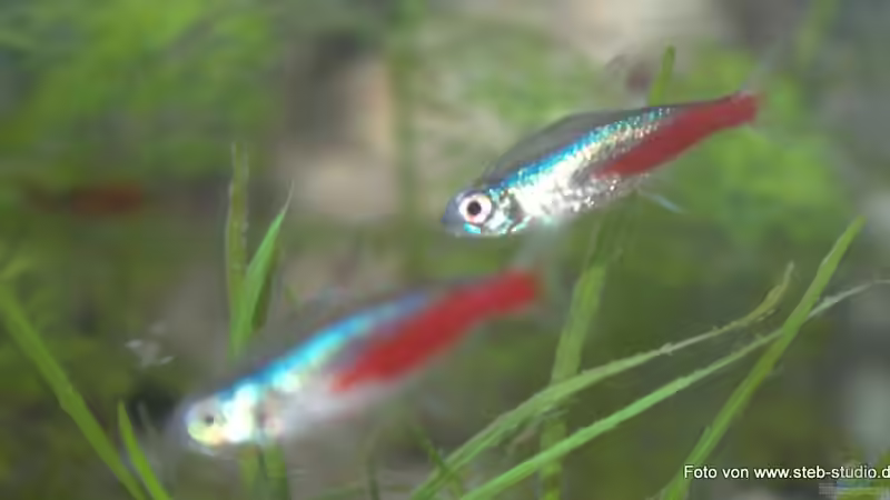 Neonsalmler von SteB-Studio (13)