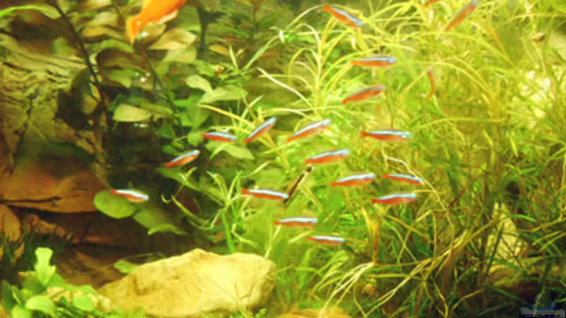 Neonschwarm und Schwertträger von rane (18)