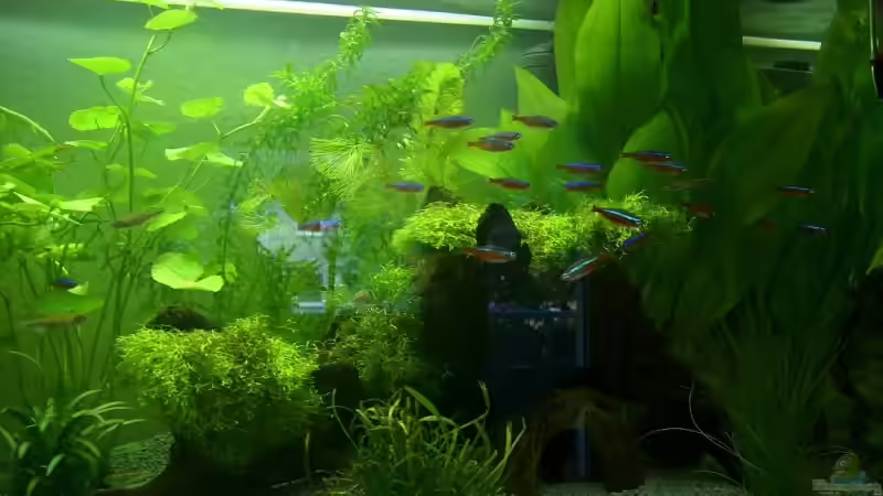 Neonschwarm von Earkle (8)