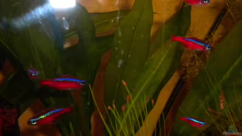 Neonschwarm von Marci (18)