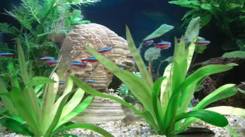 Neonschwarm von Schindlinho (6)