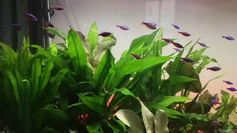 Neonschwarm zieht an Echinodoren durch von Soundmann (3)