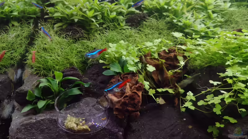 Neontetra, blauer Neon und Sakura Red Shrimp auf dem Weg zur Futterschale v. 10.02.2024 von C-NA (40)