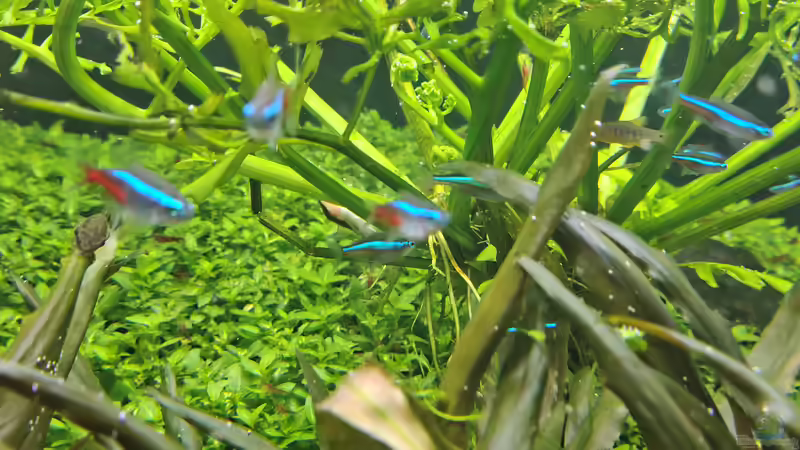 Neontetra und blauer Neon am 21.12.2025 von C-NA (54)