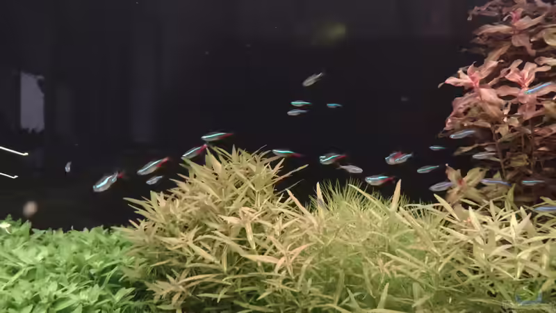 Neontetra und blauer Neon v. 11.02.2024 von C-NA (34)