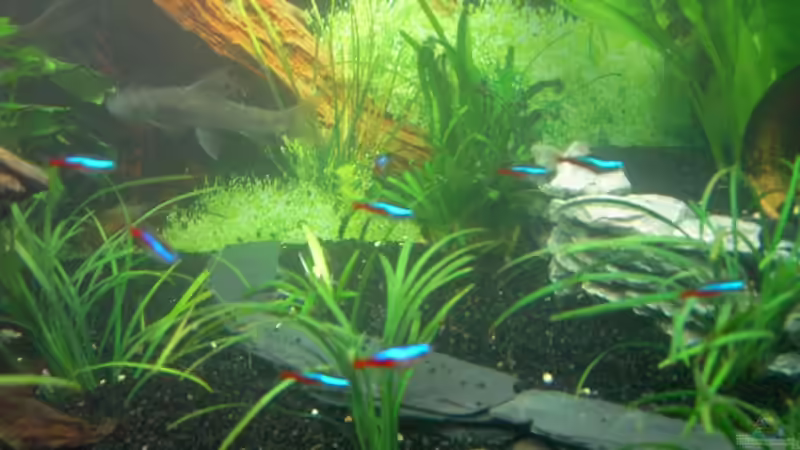 NeonTetra von bjoern21x (17)