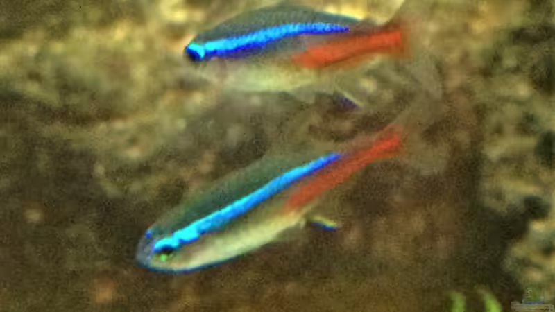 Neontetra von parrots-of-fire.de (15)