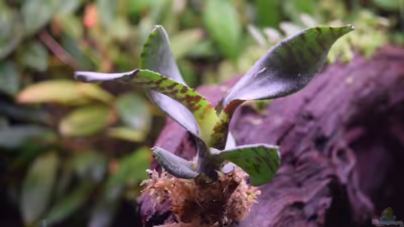 Neoregelia Akeso von Junglist (15)