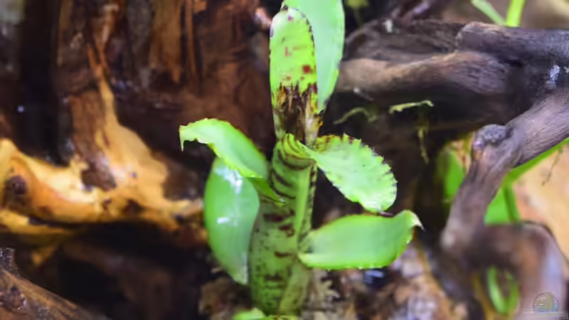 Neoregelia Akeso von Junglist (19)