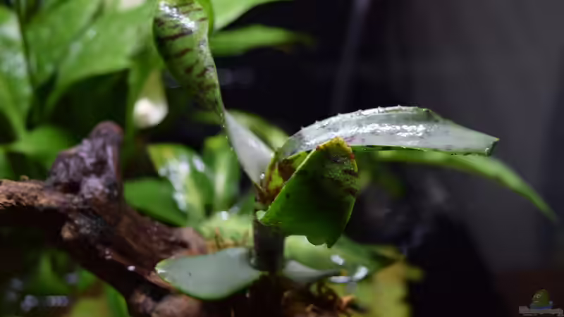 Neoregelia Akeso von Junglist (8)