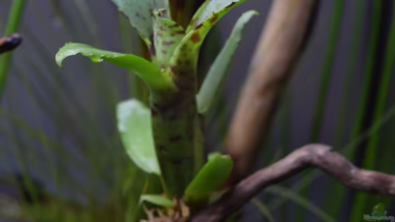 Neoregelia Akeso von Junglist (9)