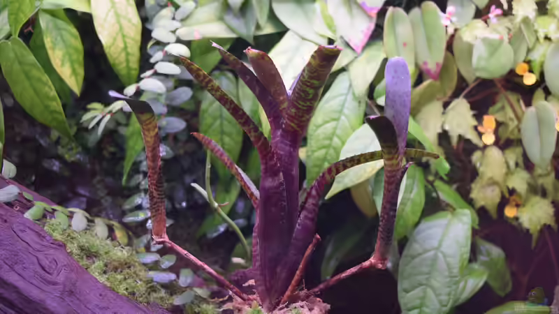 Neoregelia ampullacea var. purpurea von Junglist (12)