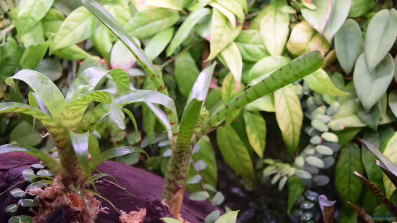 Neoregelia ampullacea var. Tigrina von Junglist (16)