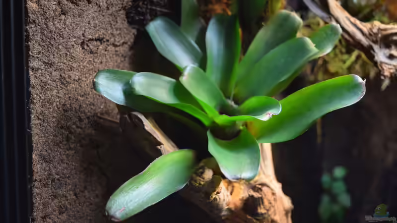 Neoregelia fireball mini von Junglist (10)