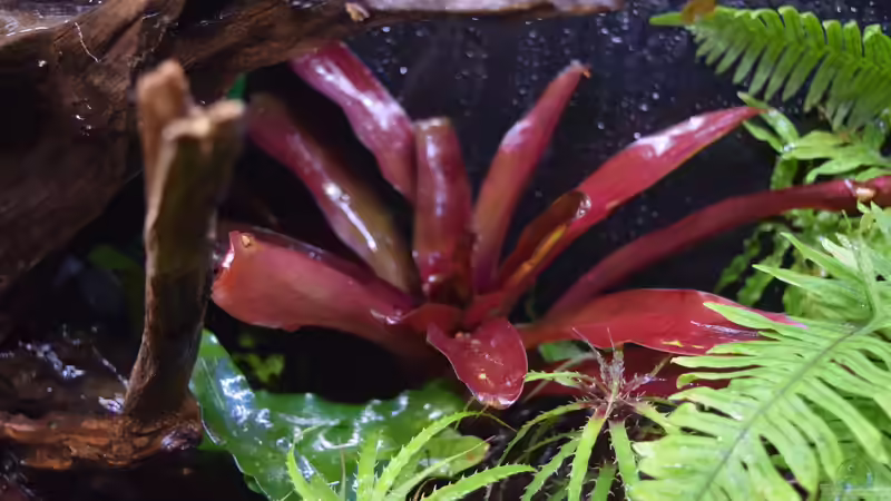 Neoregelia Fireball von Junglist (23)