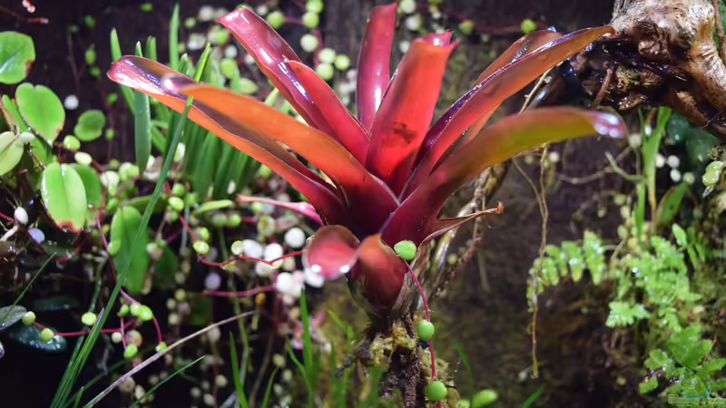 Neoregelia Fireball von Junglist (25)