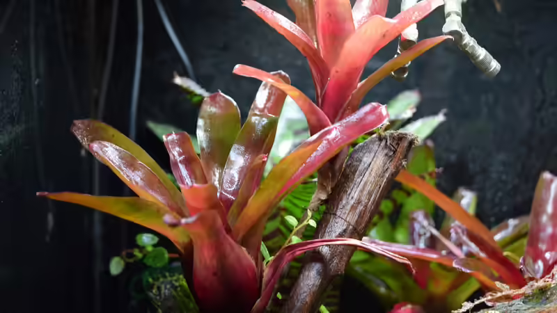 Neoregelia Fireball von Junglist (43)