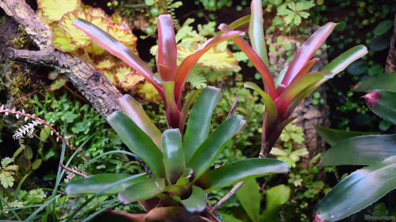 Neoregelia Fireball von Junglist (6)